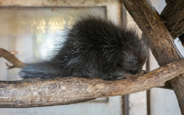 V olomoucké zoo se narodilo mládě urzona. Lidé si tohoto hlodavce často pletou s dikobrazem