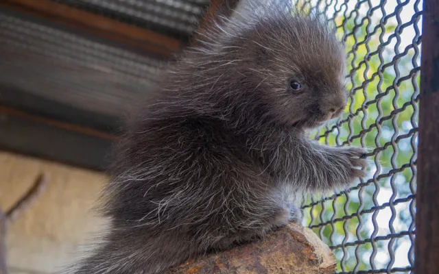 V olomoucké zoo se narodilo mládě urzona. Lidé si tohoto hlodavce často pletou s dikobrazem