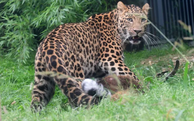 Levharti s v olomoucké zoo pochutnali na koze zavěšené na stromě. Chovatelé tak trénují jejich přirozené instinkty