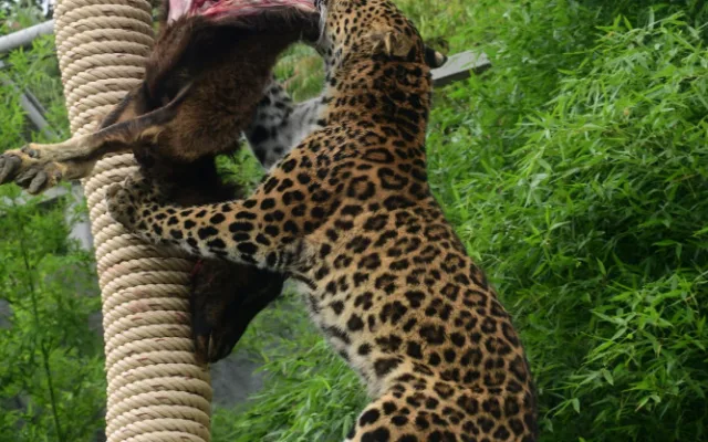Levharti s v olomoucké zoo pochutnali na koze zavěšené na stromě. Chovatelé tak trénují jejich přirozené instinkty