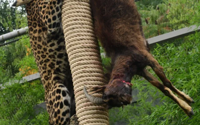 Levharti s v olomoucké zoo pochutnali na koze zavěšené na stromě. Chovatelé tak trénují jejich přirozené instinkty