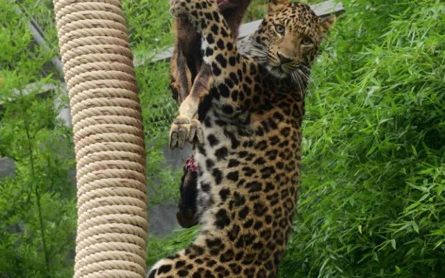 Levharti s v olomoucké zoo pochutnali na koze zavěšené na stromě. Chovatelé tak trénují jejich přirozené instinkty