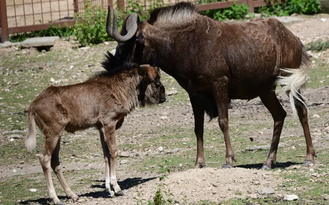 Chvíli po narození už chodí za matkou. V Zoo Olomouc přišlo na svět mládě pakoně běloocasého