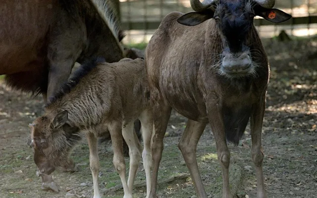 Chvíli po narození už chodí za matkou. V Zoo Olomouc přišlo na svět mládě pakoně běloocasého
