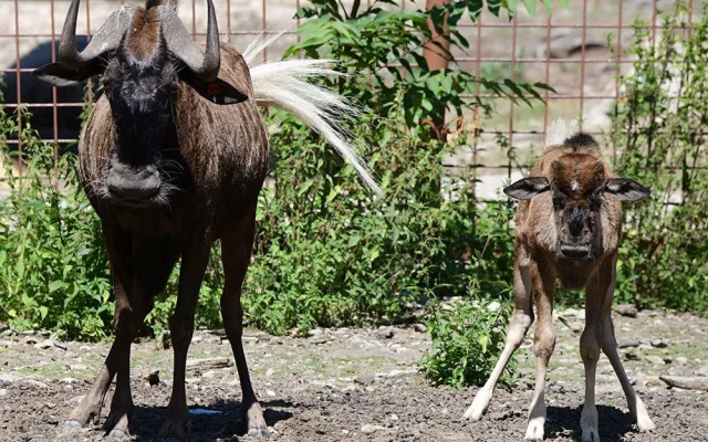 Chvíli po narození už chodí za matkou. V Zoo Olomouc přišlo na svět mládě pakoně běloocasého