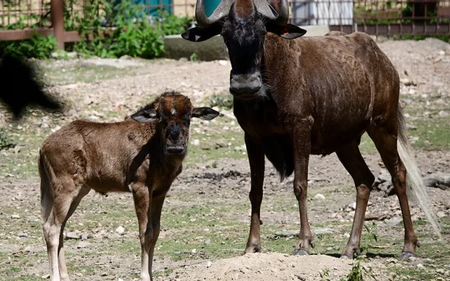 Chvíli po narození už chodí za matkou. V Zoo Olomouc přišlo na svět mládě pakoně běloocasého