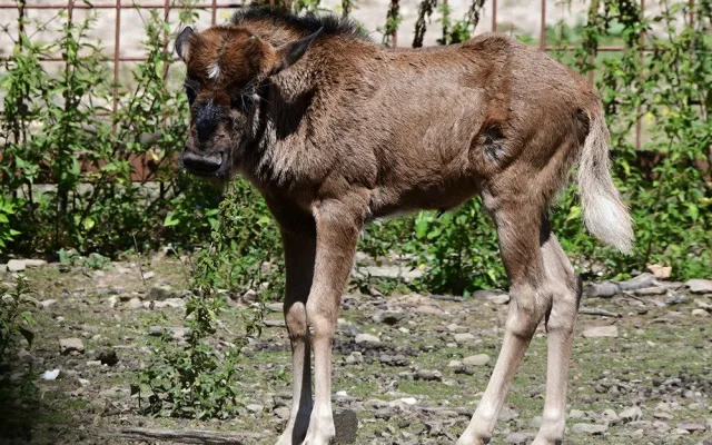 Chvíli po narození už chodí za matkou. V Zoo Olomouc přišlo na svět mládě pakoně běloocasého