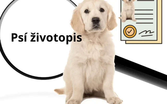Jak sehnat pronájem bytu se psem: 5 užitečných tipů