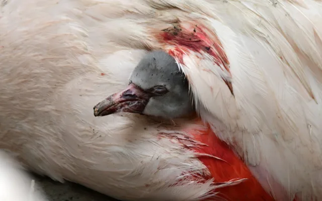 Olomoucká zoo má nové plameňáky. Mláďata se vylíhla po tříleté pauze