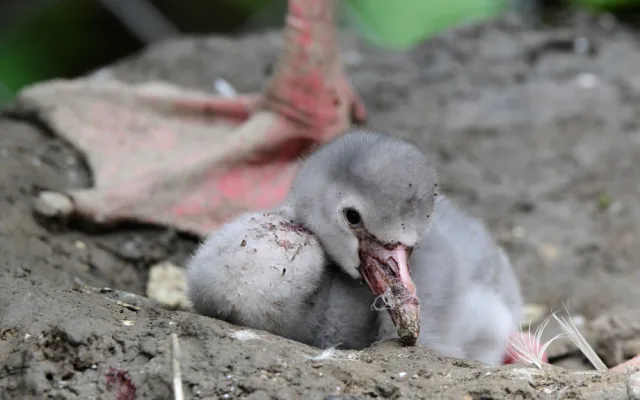 Olomoucká zoo má nové plameňáky. Mláďata se vylíhla po tříleté pauze