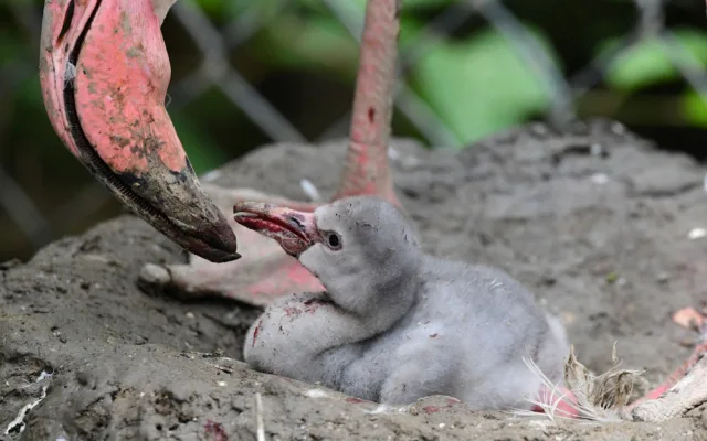 Olomoucká zoo má nové plameňáky. Mláďata se vylíhla po tříleté pauze