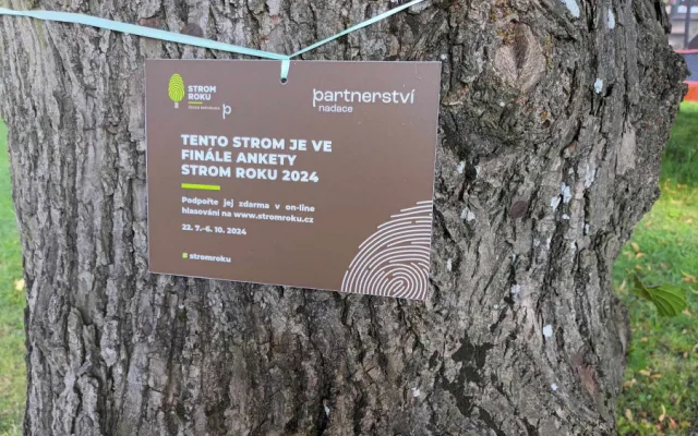Lípa z Bousína je v letošním finále ankety Strom roku. Připomíná násilné vystěhování obyvatel
