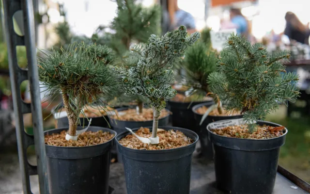 Podzimní Flora Olomouc už tento týden. Výstavě bude letos dominovat šestimetrová postava Natury