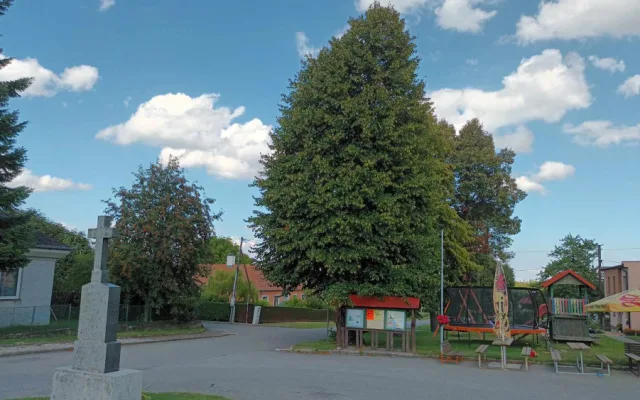 Sto pět let stará lípa z Bousína je v superfinále ankety Strom roku. Hlasovat lze pouze do neděle