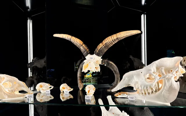 Do pavilonu šelem i na prohlídku zvířecích lebek. Zoo Olomouc připravila speciální expozici