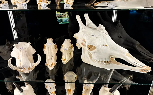 Do pavilonu šelem i na prohlídku zvířecích lebek. Zoo Olomouc připravila speciální expozici