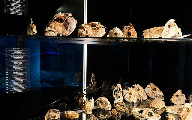 Do pavilonu šelem i na prohlídku zvířecích lebek. Zoo Olomouc připravila speciální expozici