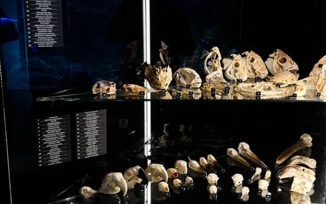 Do pavilonu šelem i na prohlídku zvířecích lebek. Zoo Olomouc připravila speciální expozici