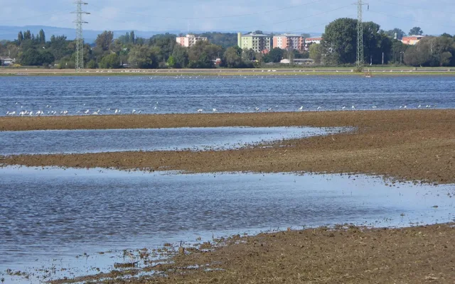 Obrovská polní jezera lákají po povodních hejna vodních ptáků, na Hanou zavítaly i vzácné druhy