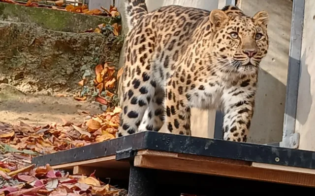 Do olomoucké zoo přicestovala samice levharta mandžuského. Ve volné přírodě tato šelma téměř vyhynula