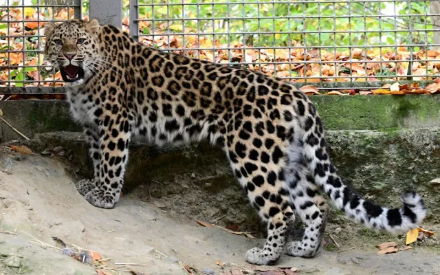 Do olomoucké zoo přicestovala samice levharta mandžuského. Ve volné přírodě tato šelma téměř vyhynula