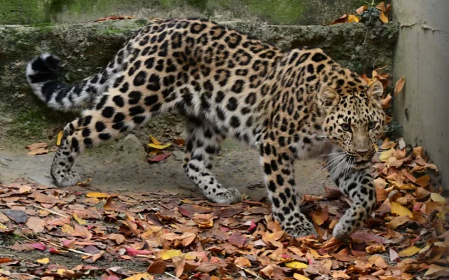 Do olomoucké zoo přicestovala samice levharta mandžuského. Ve volné přírodě tato šelma téměř vyhynula