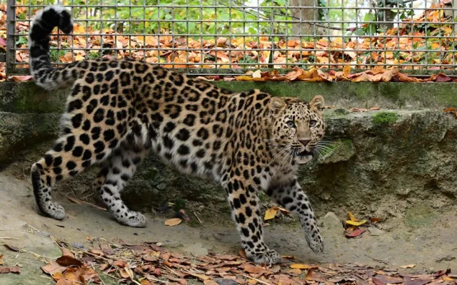 Do olomoucké zoo přicestovala samice levharta mandžuského. Ve volné přírodě tato šelma téměř vyhynula