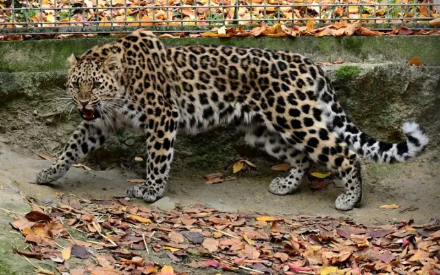 Do olomoucké zoo přicestovala samice levharta mandžuského. Ve volné přírodě tato šelma téměř vyhynula