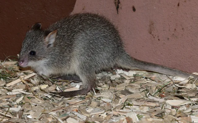 V olomoucké zoo se narodilo první mládě klokánka rudohnědého. Samička se má k světu