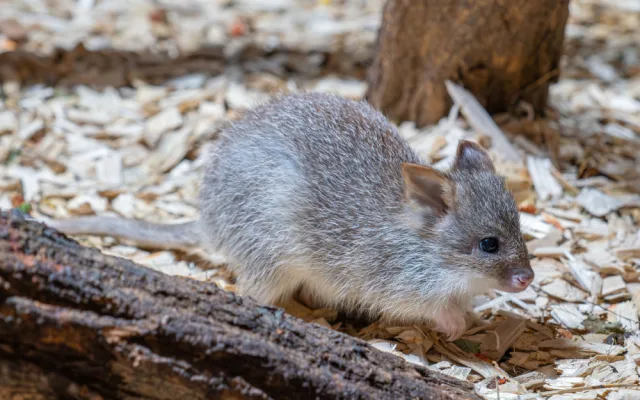 V olomoucké zoo se narodilo první mládě klokánka rudohnědého. Samička se má k světu