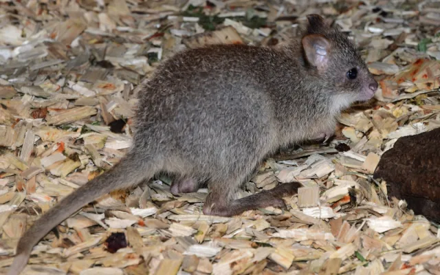 V olomoucké zoo se narodilo první mládě klokánka rudohnědého. Samička se má k světu