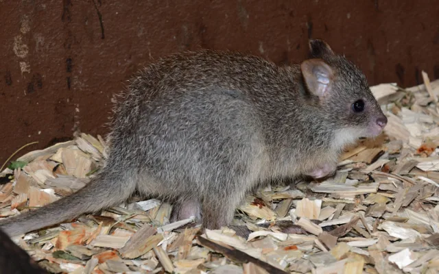 V olomoucké zoo se narodilo první mládě klokánka rudohnědého. Samička se má k světu