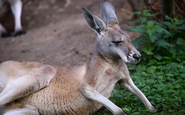 zoo