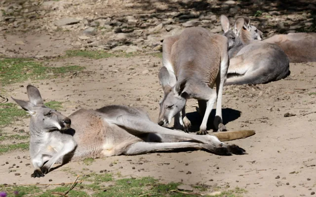 zoo