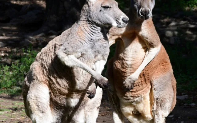 zoo