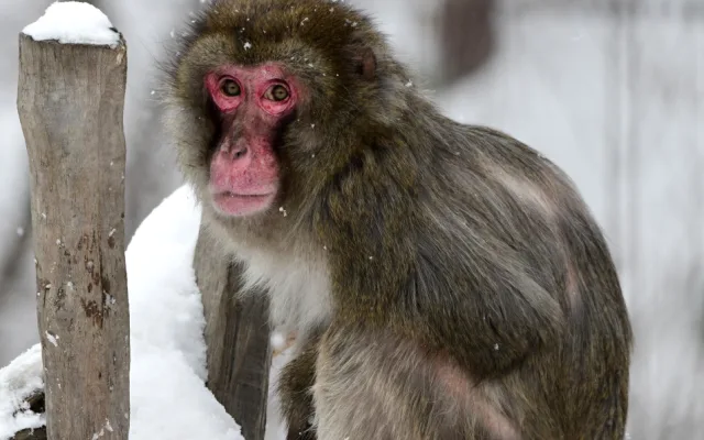 FOTOGALERIE: Zoo v zimě? Některá zvířata si nízké teploty pochvalují, výjimkou nejsou klokany nebo žirafy na sněhu