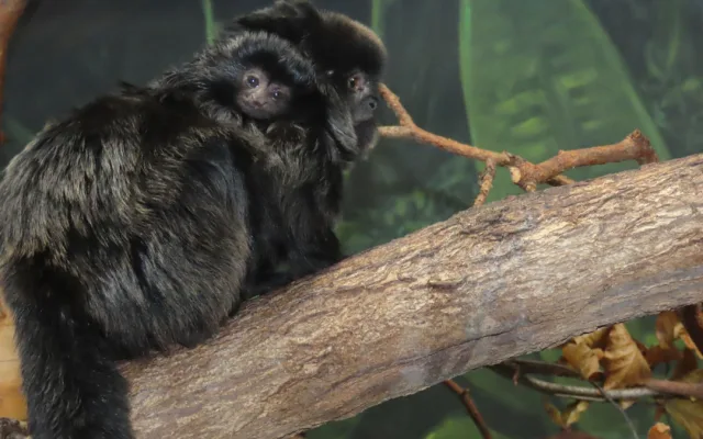 Velká radost v zoo. Po čtvrtstoletí se narodil malý čertík, mládě tamarína skákavého zatím samice nosí jako šálu