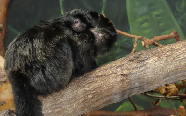 Velká radost v zoo. Po čtvrtstoletí se narodil malý čertík, mládě tamarína skákavého zatím samice nosí jako šálu