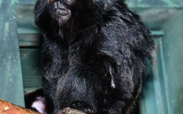 Velká radost v zoo. Po čtvrtstoletí se narodil malý čertík, mládě tamarína skákavého zatím samice nosí jako šálu