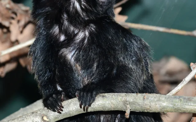 Velká radost v zoo. Po čtvrtstoletí se narodil malý čertík, mládě tamarína skákavého zatím samice nosí jako šálu