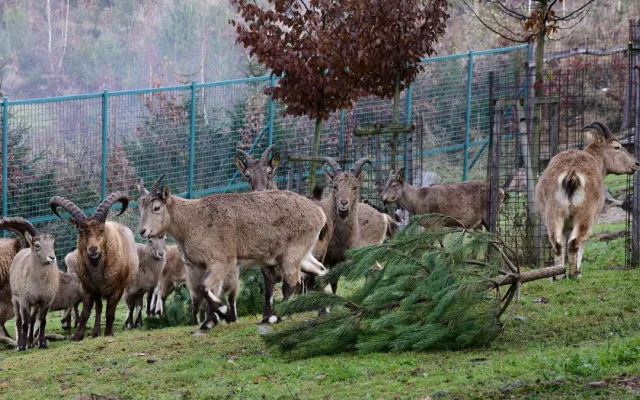 Také zvířata v olomoucké zoo měla Vánoce a dostala dárky. Pochutnala si na neprodaných stromečcích