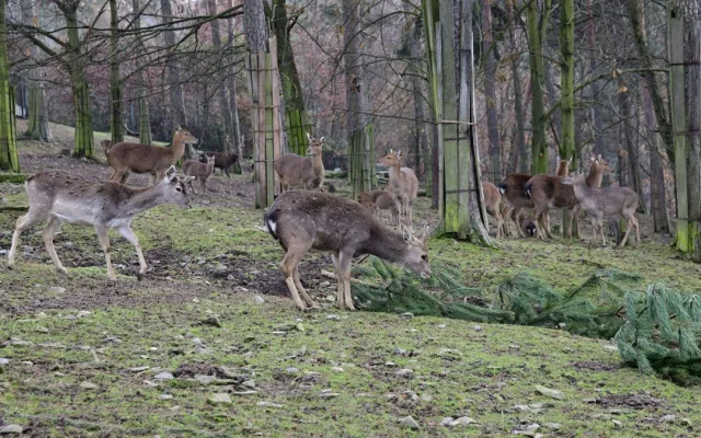 Také zvířata v olomoucké zoo měla Vánoce a dostala dárky. Pochutnala si na neprodaných stromečcích