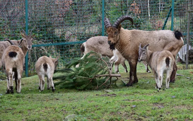 Také zvířata v olomoucké zoo měla Vánoce a dostala dárky. Pochutnala si na neprodaných stromečcích