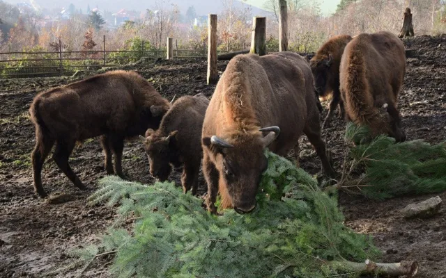 Také zvířata v olomoucké zoo měla Vánoce a dostala dárky. Pochutnala si na neprodaných stromečcích