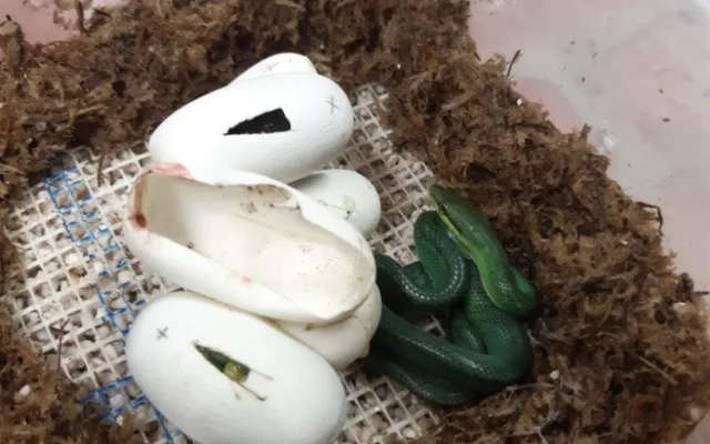 Návštěvníci olomoucké zoo mohou vidět první ze čtyř mláďat vzácné užovky. Na svět přišlo loni v listopadu