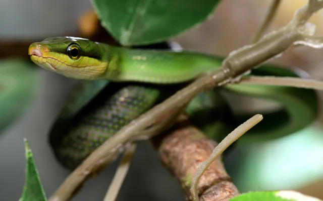 Návštěvníci olomoucké zoo mohou vidět první ze čtyř mláďat vzácné užovky. Na svět přišlo loni v listopadu