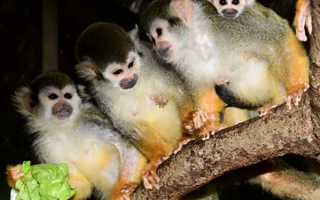 Prvním mládětem letošního roku v olomoucké zoo je opět kotul. Malá opička se zatím drží matky