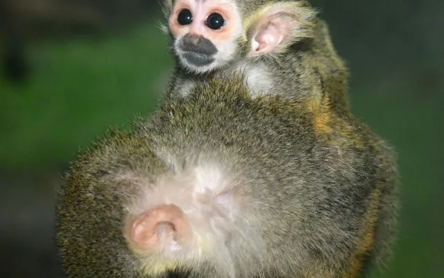 Prvním mládětem letošního roku v olomoucké zoo je opět kotul. Malá opička se zatím drží matky