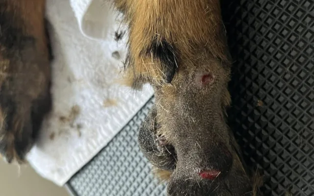 Devět trpících psů včetně štěňat skončilo v útulku v Mohelnici. Žili v garáži nebo ve vozíku od auta