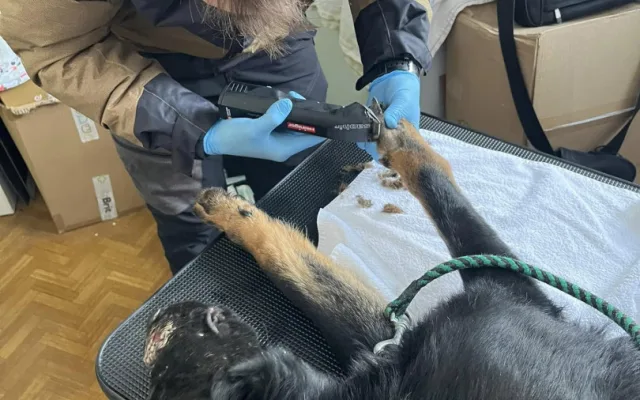 Devět trpících psů včetně štěňat skončilo v útulku v Mohelnici. Žili v garáži nebo ve vozíku od auta